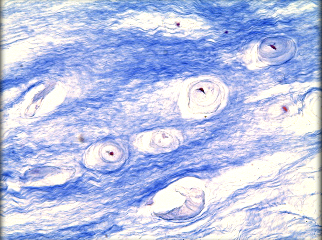 <p>Identify tissue by the image</p>