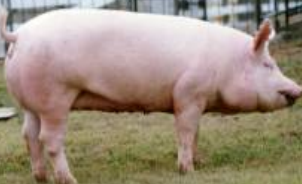 <p><strong>“Mother breed”</strong> farrow <strong>large litters</strong></p>