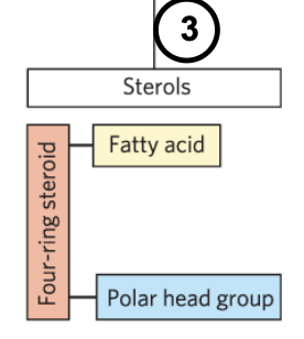 <p>four fused hydrocarbon rings</p><ul><li><p>rigid</p></li></ul><p></p>