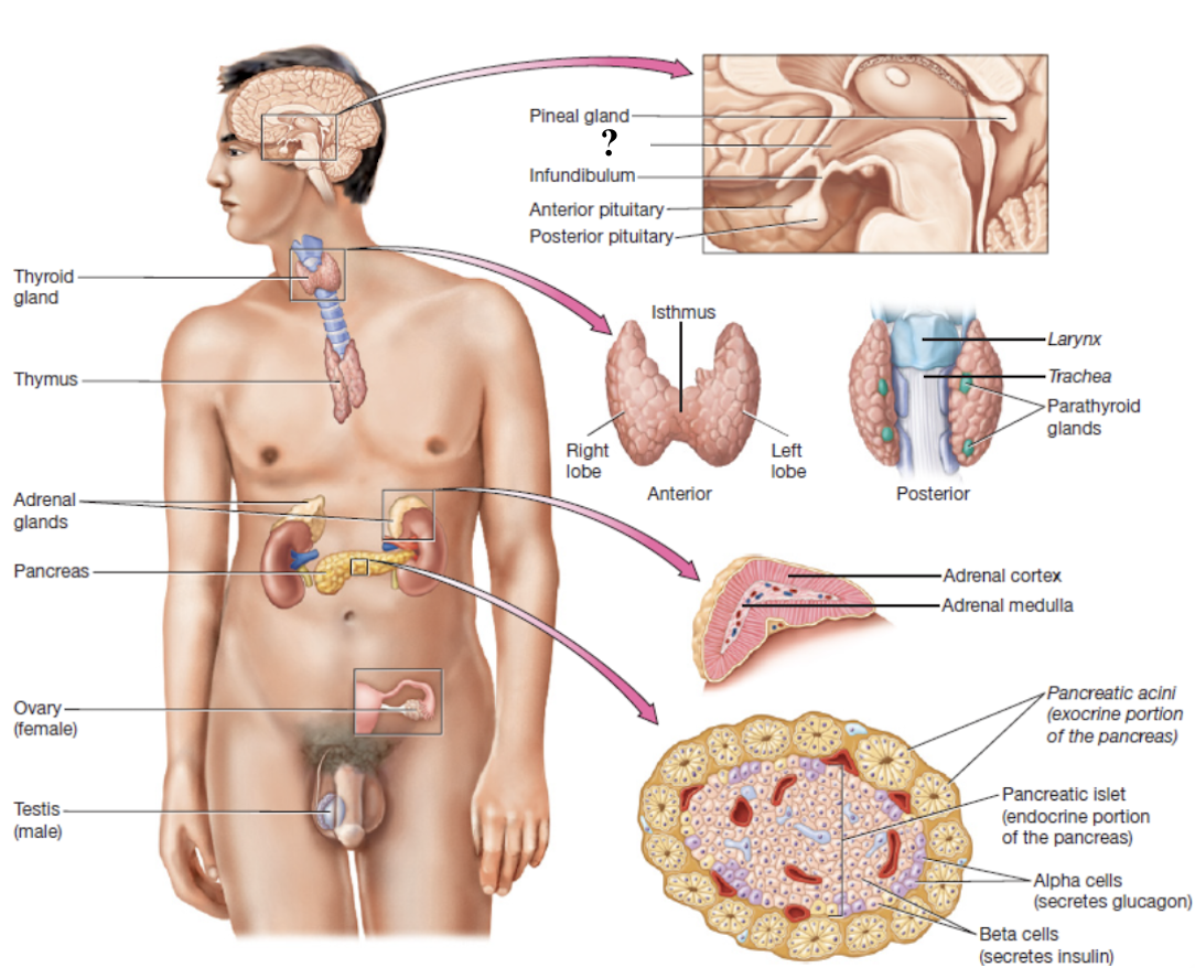 <p>connects to the pituitary gland via the infundibulum</p>
