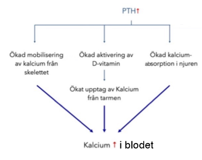 <ul><li><p>Kalciumreservoar(innehåller 99% av kroppens totala kalcium)</p></li><li><p>Stabilicerar blodets calcium nivåer genom ett kontinueligt utbyte mellan blodkalcium och benkalcium</p></li><li><p>Hormoner påverkar kalciumhomostas</p><ul><li><p>polypeptidhormoner</p><ul><li><p>PHT(uppreglerar RANKL-höger nivåer),</p></li><li><p>Kalcitonin(hämmar osteoklaster-sänker nivåer)</p></li></ul></li><li><p>Steroidhormoner</p><ul><li><p>Vitamin D</p></li></ul></li></ul></li></ul><p></p>