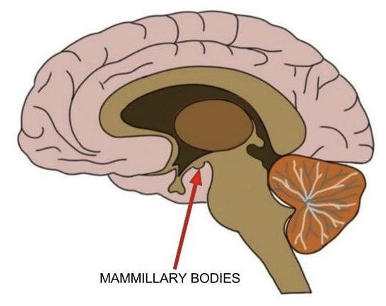<ul><li><p>composed of medial and lateral nuclei</p></li><li><p>located at the ends of the anterior arches of the fornix</p></li><li><p>cells in mammillary bodies are projection neurons</p></li></ul><p></p>