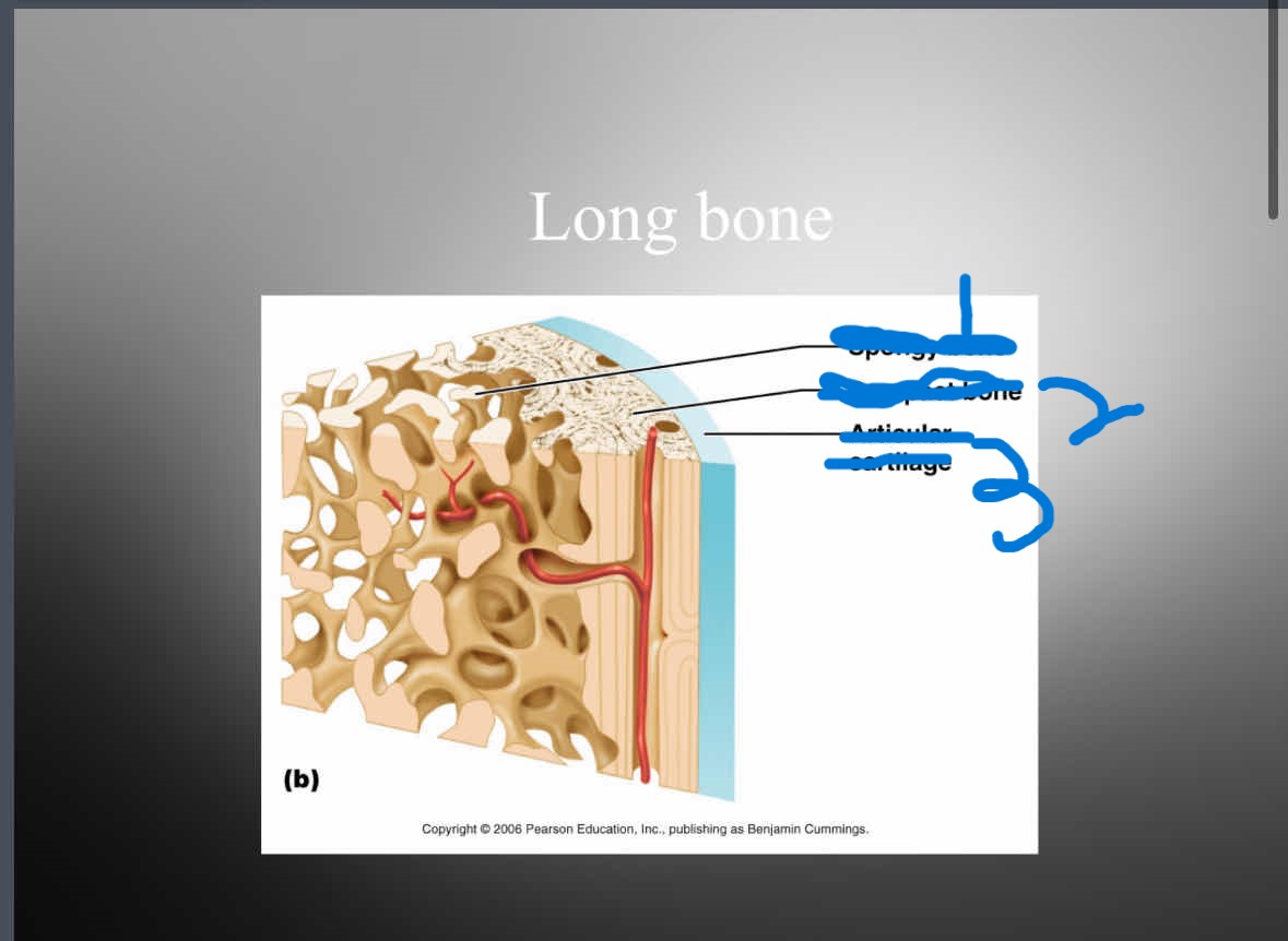 <p>Articular cartilage </p>