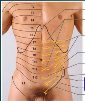 <p>Which nerves are just under the xiphoid process to just above the umbilicus?</p>