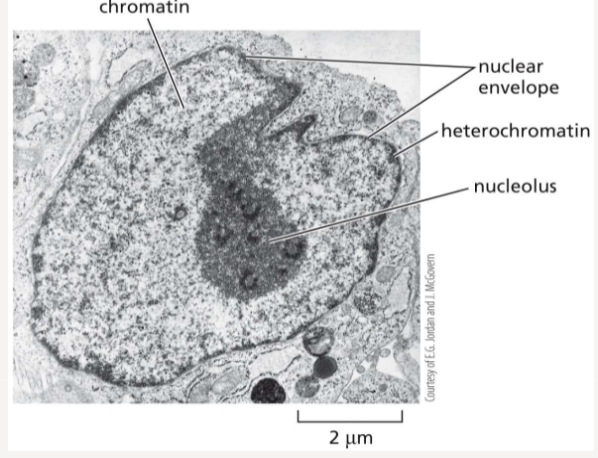 <p>a large structure within the nucleus where RNA is transcribed</p>