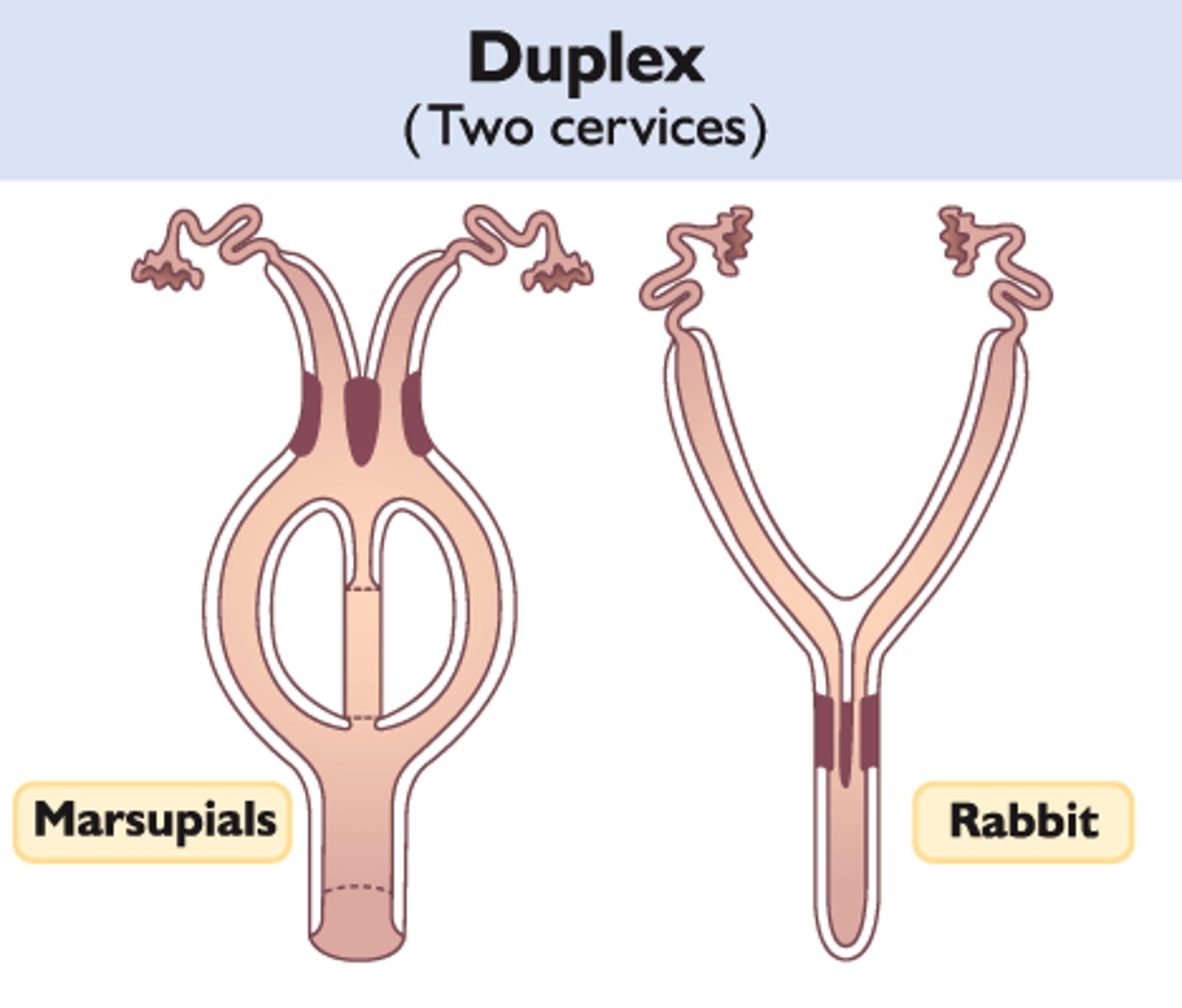 <p>Type of uterus found in rabbits.</p>