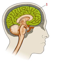 <p>conscious thought and origin of intellectual functions</p>