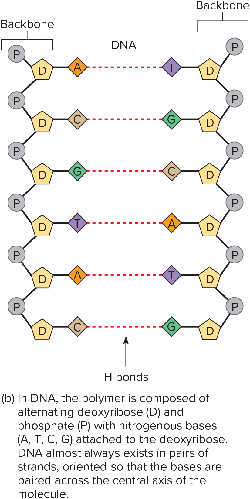 Double helix structure bound by hydrogen bonds