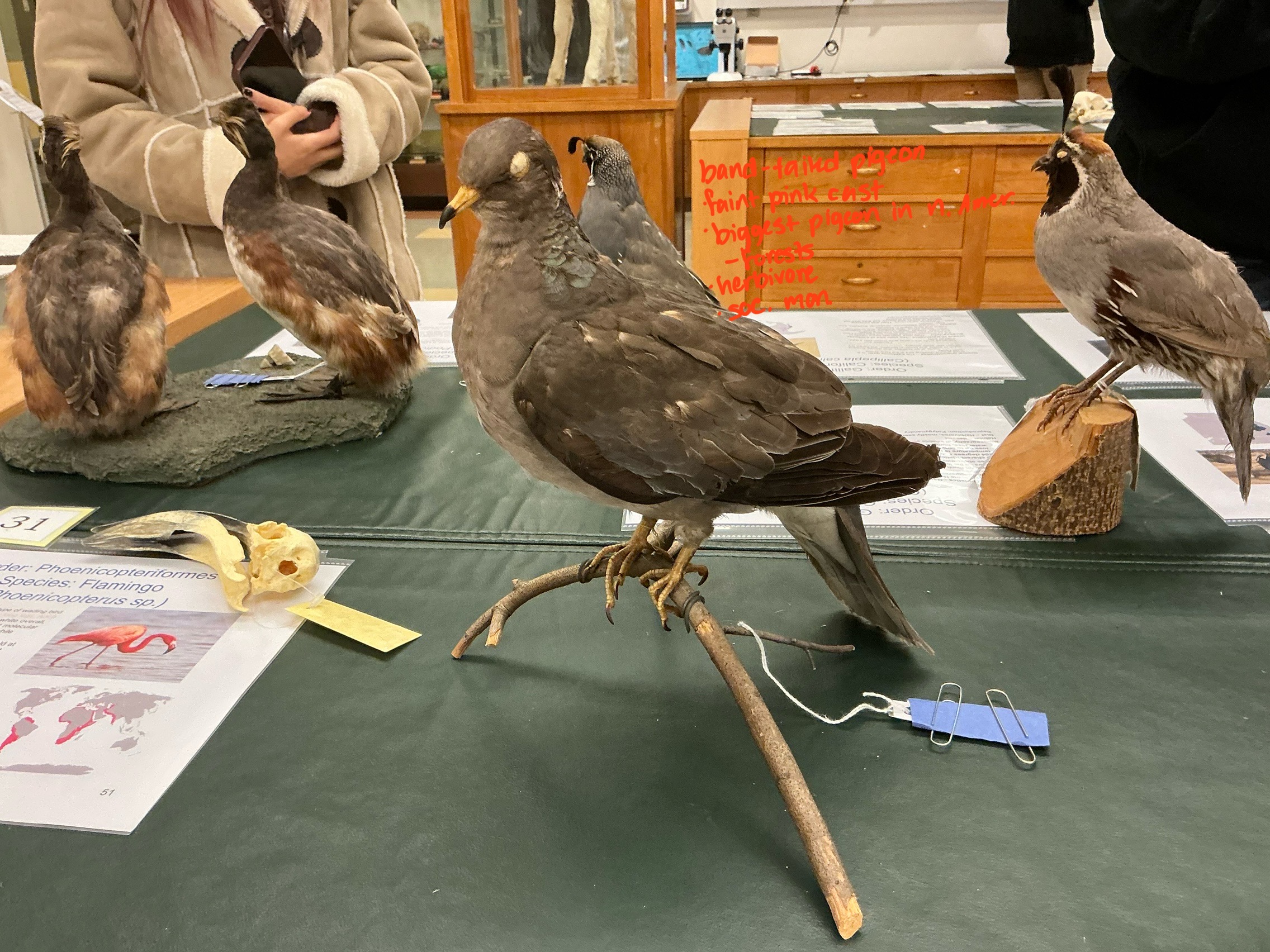 <p>What is unique about the Band-tailed Pigeon? What order is it in?</p>