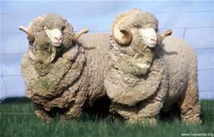 <p>from spain, major breed in Australia and New Zealand, finest wool, good staple length, heavy grease weight, poor carcasses</p>