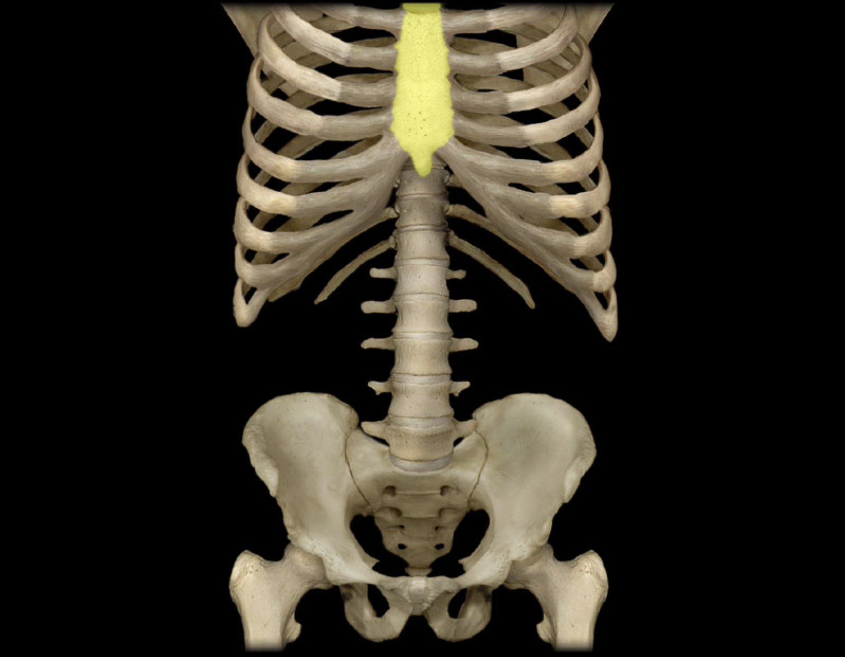 <p>Sternum</p>