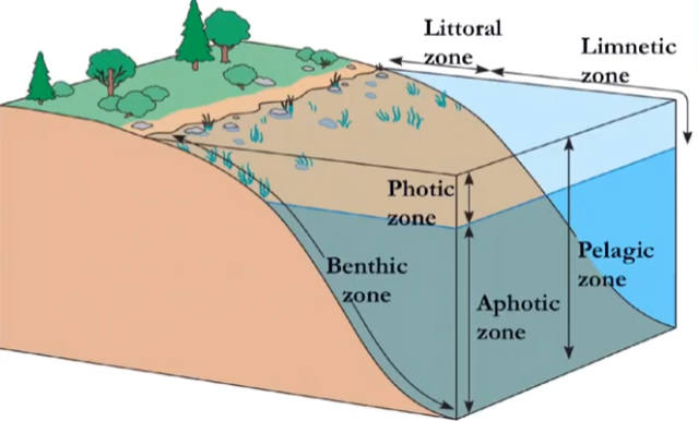 <p>what are these stratified regions called?</p>