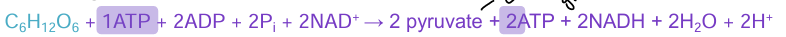 <p>partial breakdown of glucose through series of enzyme-driven fermentation reactions</p><p></p>