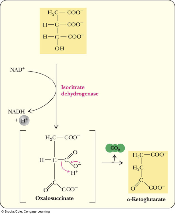 What are the inhibitors and activators of the allosteric enzyme responsible for the first of two oxidative decarboxylations?