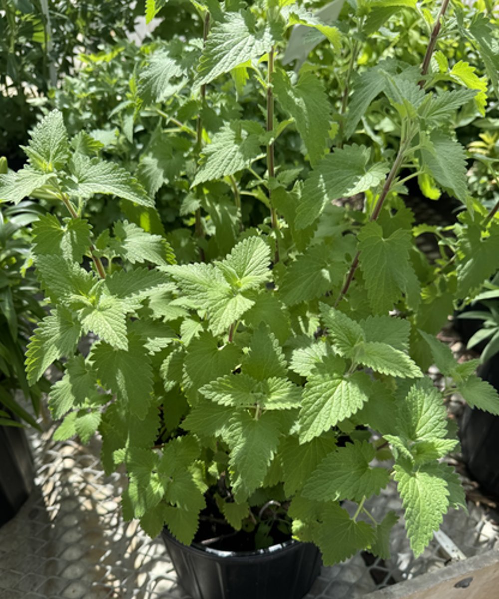 <p>What is the common name for this plant?</p>