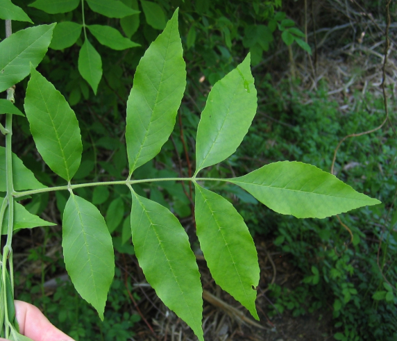 <p><em>Fraxinus pennsylvanica</em></p>
