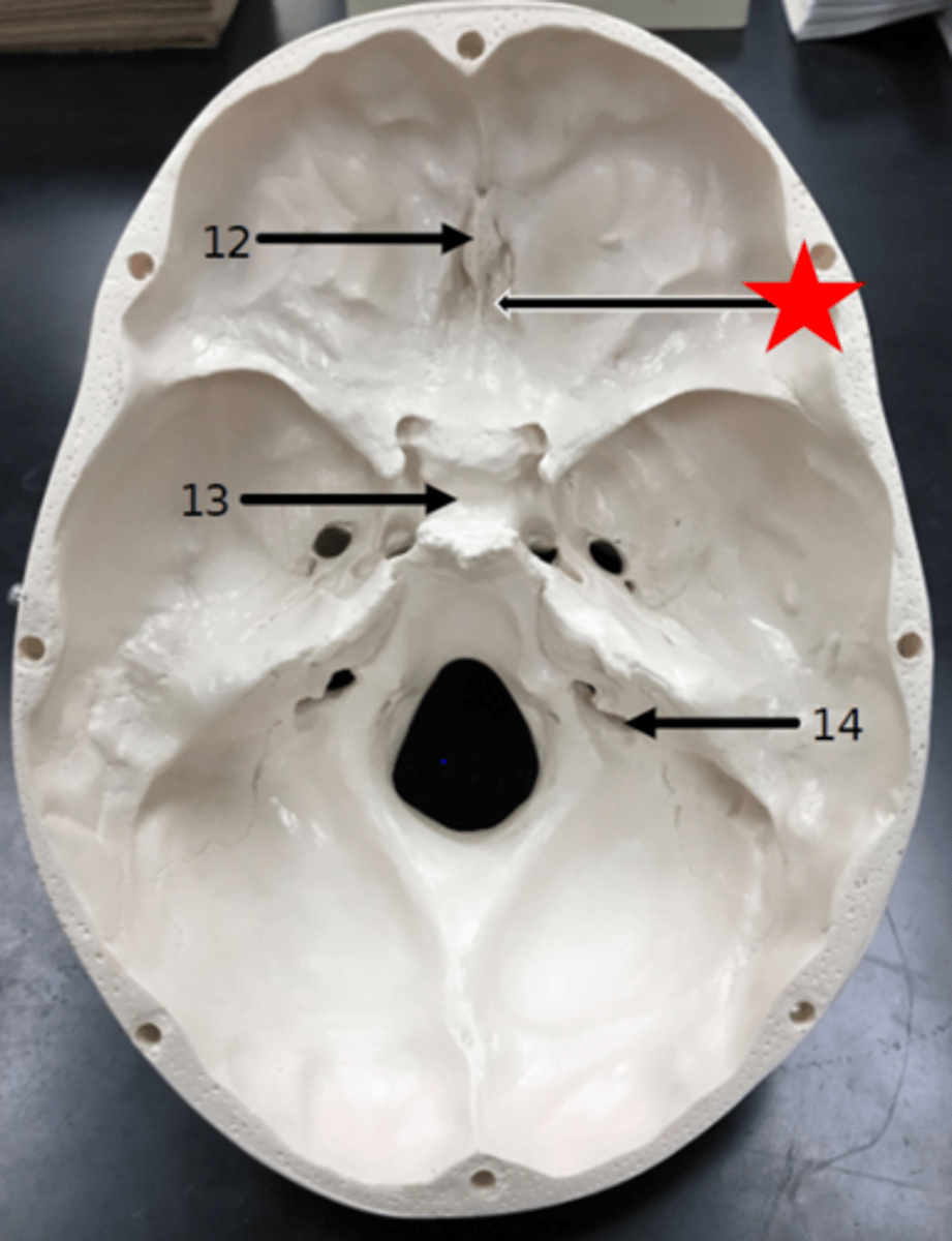 <p>Name the starred region in the image.</p>