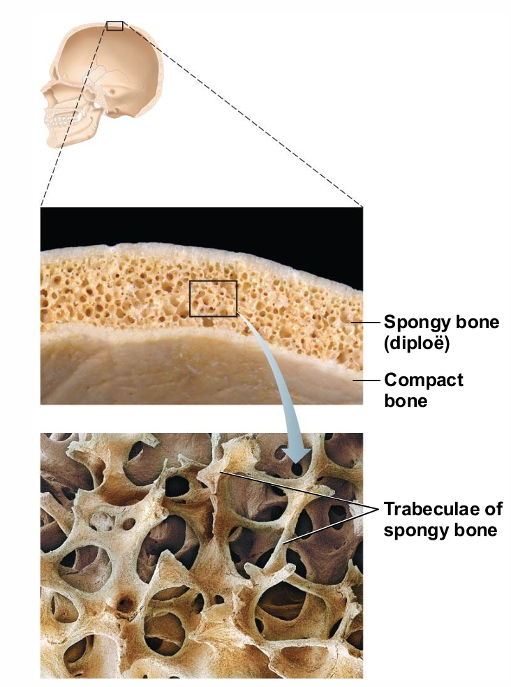 <ul><li><p>Thin plates of spongy bone covered by compact bone</p><ul><li><p>very very thin is flat bones</p></li></ul></li><li><p>Plates sandwiched between connective tissue membranes</p><ul><li><p>Periosteum (outer layer) and endosteum</p></li></ul></li><li><p>No shaft or epiphyses</p><ul><li><p>different from long bones</p></li></ul></li><li><p>Bone marrow throughout spongy bone; no marrow cavity</p></li><li><p>Hyaline cartilage covers articular surfaces</p></li></ul><p></p>