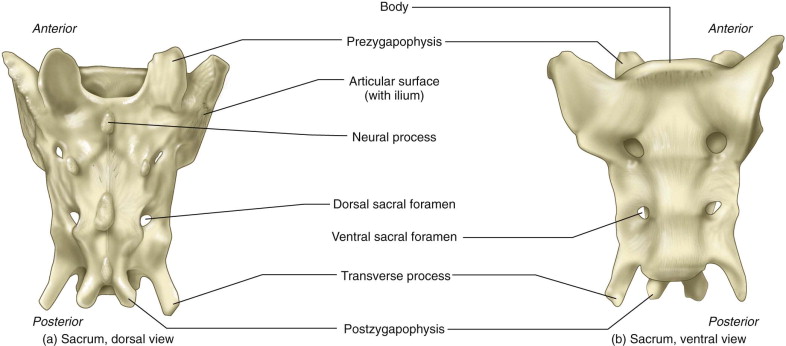 <p>The sacral vertebrae are located in the pelvic region, consisting of five fused vertebrae (S1-S5) that form the sacrum and connect the spine to the pelvis. </p>