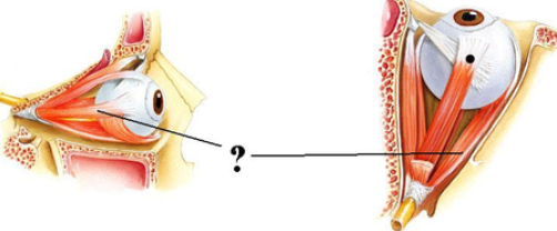 <p><span><span>Identify the indicated structure.</span></span></p>