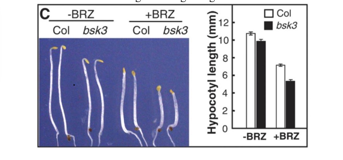 <p>Tang et al (2008) wanted to understand the signaling pathway of BRI1, an enzyme receptor in Arabidopsis. After identifying BRZ as a product of the pathway, the researchers next treated seedlings with BRZ and observed their growth. Based on the graph below, which of the following statements are TRUE? Select ALL that apply.</p><p>“Col” = WT; bsk3 = mutant with poor binding to signaling molecule</p><p>1. BRZ enhances growth of Arabidopsis seedlings.</p><p>2. BRZ participates in a negative feedback loop.</p><p>3. Bsk3 mutants may interact with BRZ.</p><p>4. BRZ is binding to the signaling molecule.</p>