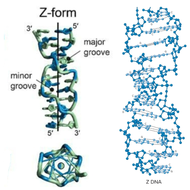 <ul><li><p>Left-handed helix, 12 bp per turn</p></li><li><p>formation favored by</p><ul><li><p>alternating purine/pyrimidine sequences (GCGCGCGCGC), at high salt concentrations </p></li><li><p>cytosine <strong>methylation</strong>, at low salt concentrations</p></li><li><p>Negative supercoiling</p></li></ul></li><li><p>may have role in transcription and chromosome structure</p></li><li><p>recognized by cellular proteins, may alter chromosome compaction</p></li><li><p>bases substantially<strong> tilted</strong> relative to central axis</p></li><li><p>sugar-phosphate backbone follows <strong>zigzag</strong> pattern</p></li></ul><p></p>