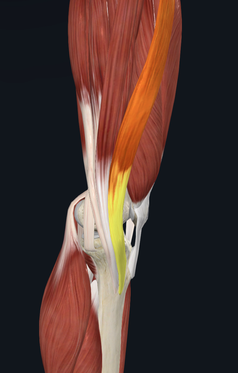<p>what is the yellow part?</p>