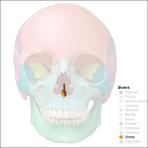 <p>what type of bone is this </p>