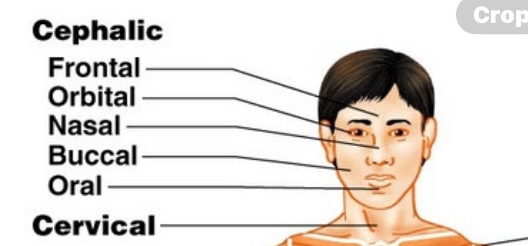 <ol><li><p>Cephalic</p></li><li><p>Frontal</p></li><li><p>Orbital</p></li><li><p>Nasal</p></li><li><p>Buccal</p></li><li><p>Oral</p></li><li><p>Cervical</p></li></ol>