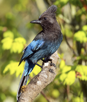 <ul><li><p>brightly colored w/ large dark crest</p></li><li><p>omnivorous - acorns, seeds, insects</p><ul><li><p>remain active in winter living off stored food</p></li></ul></li><li><p>only crested jay in west</p></li><li><p>use raucous alarm calls</p></li></ul><p></p>