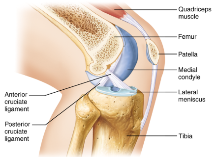 <p>What does the posterior cruciate ligament prevent?</p>