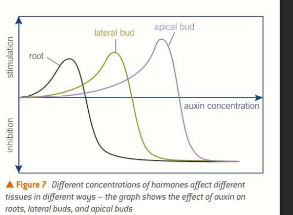 <ul><li><p>Some <strong>dwarf</strong> varieties of plants (e.g., dwarf peas) are mutants that <strong>cannot produce gibberellin</strong>. If gibberellin is applied to them externally, they grow tall.</p></li></ul><p></p>