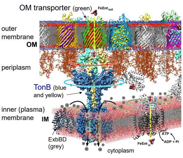 <p>Using <strong>ferric enterobactin (FeEnt)</strong> as your example, explain how <strong>siderophores </strong>are transported into the bacterial cell <strong>without ATP </strong>(slide 7)</p>