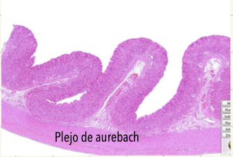 <p><strong>Plejo de Auerbach (mientérico):</strong> esta en las capas musculares y controla el movimiento del intestino (peristalsis)</p><p></p><p><strong>Plejo de Meissner (submucoso)</strong>: esta en la submucos ay regula las secreciones y el flujo sanguíneo (Ej: produce jugos digestivos)</p>