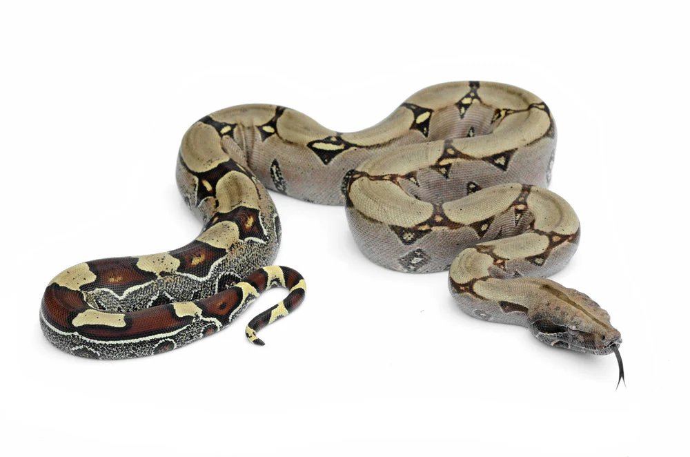 <p><span>Boa constrictor</span></p>