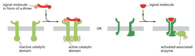 <p><strong>3/3 major classes of cell-surface receptor proteins!</strong></p><p>enzyme coupled receptors either become enzymatically active or activate a separate enzyme upon signal molecule binding</p><ul><li><p>in both cases, the enzyme is usually a<strong> kinase</strong> (enzyme that phosphorylates its substrate) & a dimer, with each monomer phosphorylating the other monomer, leading to various downstream effects</p></li></ul><p></p>
