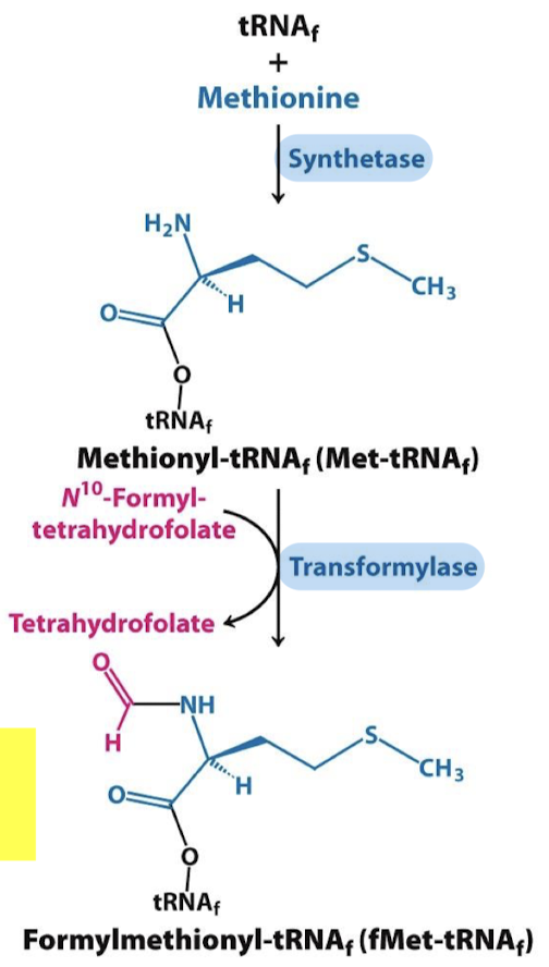 <p>The <strong>same</strong> synthetase activates both tRNAm and tRNAf. The specific <strong>transformylase</strong> modifies the methionine attached to tRNAf. The activated formyl donor is N<sup>10</sup>-formyl-tetrahydrofolate.</p>