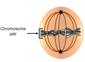 <p>Metaphase I</p>