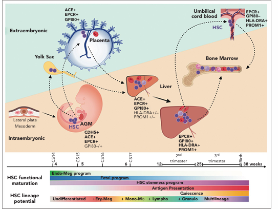 <p>-highly conserved among mammals</p><p>-primitive hematopoiesis (extra-embryonic yolk sac)</p><p>-definitive hematopoiesis (HSC expand and migrate to fetal liver/spleen)</p><p>-late fetal stage (HSC migrate to bone marrow)</p>