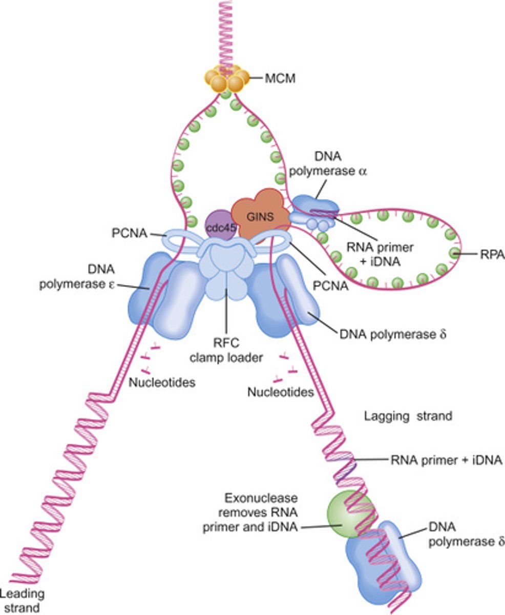 <p>A short segment of DNA that acts as the starting point for a new strand:</p>
