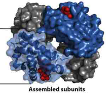 <p>multiple proteins </p>