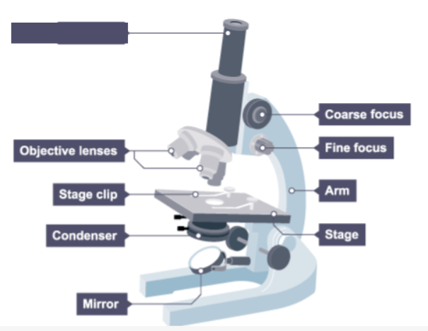 <p>Name the missing label on the microscope.</p>