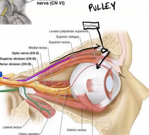 <p>CN IV - Motor</p><p>o: midbrain</p><p>p: superior orbital fissure</p><p>f: innervating superior oblique m. only</p>