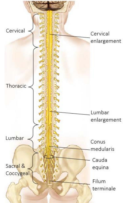 <ul><li><p>Cervical (neck and arms): 8 pairs of  nerves, C1‐8</p></li><li><p>Thoracic (arms, upper/mid back): 12  pairs of nerves, T1‐12</p></li><li><p>Lumbar (lower back, legs): 5 pairs of  nerves, L1‐5</p></li><li><p>Sacrum (buttock area, legs): 5 pairs of  nerves S1‐5</p></li><li><p>Coccygeal nerve: 1 pair</p></li></ul>