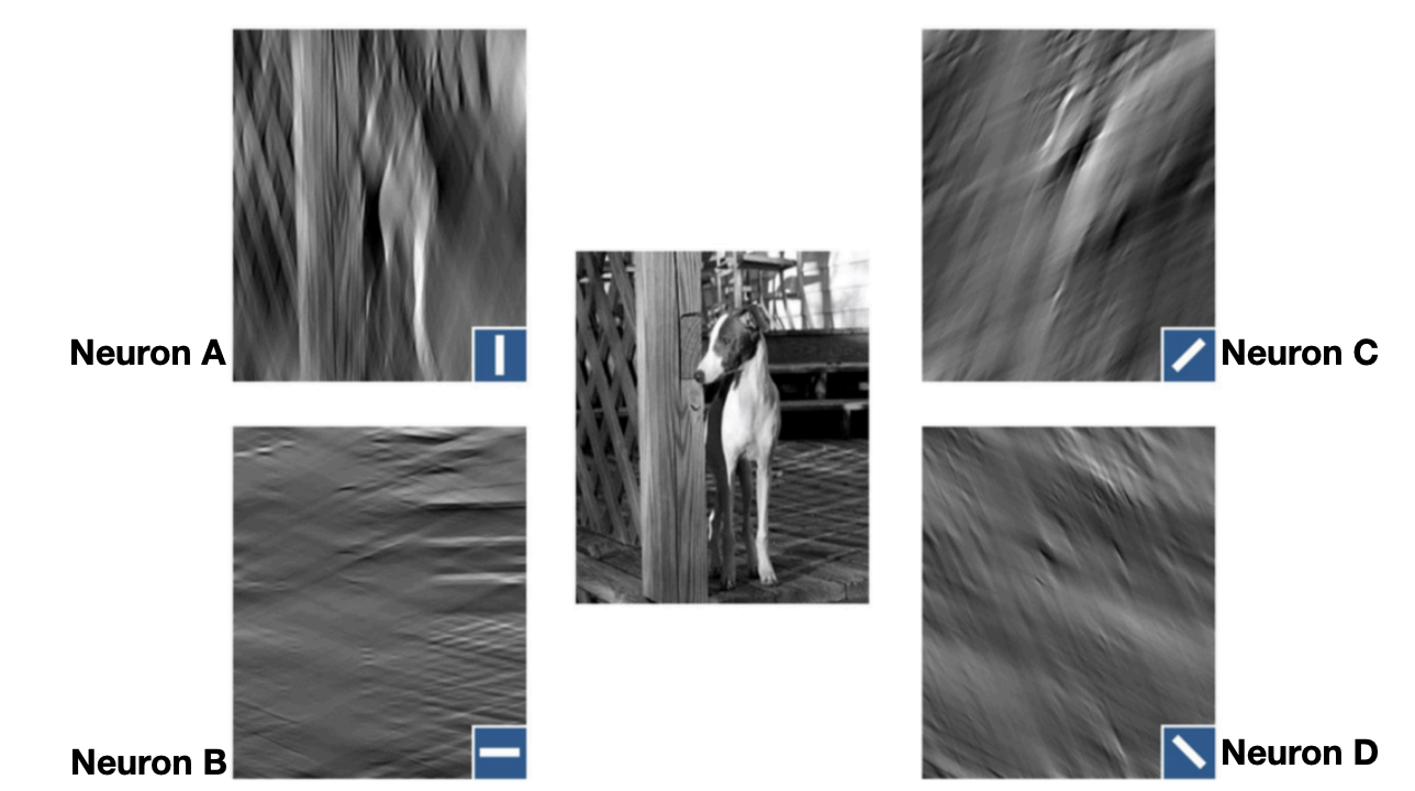 <p>This simulation depicts what attributes of a visual image (greyhound and fence) are represented by responses of V1 neurons tuned to different preferred orientations</p>