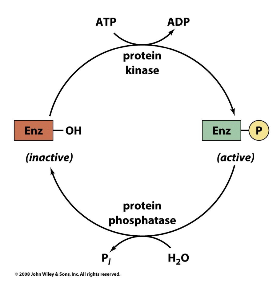 <p>The most common covalent modification is reversible phosphorylation and dephosphorylation (the attachment and removal of a phosphoryl group) of the hydroxyl group of a <strong>Ser</strong>, <strong>Thr</strong>, or <strong>Tyr</strong> residue.</p><ul><li><p>we can add a functional group to the enzyme (most commonly is phosphorylation) —&gt; bulky functional group changes enzyme confirmation and either increases or decreases enzyme activity</p></li><li><p>works through covalent bonds and thus is called “control by covalent modification”</p></li></ul><p></p>