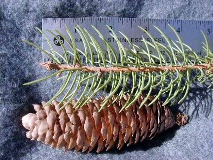 <p>Picea abies ‘pumila’: Norway Spruce </p>