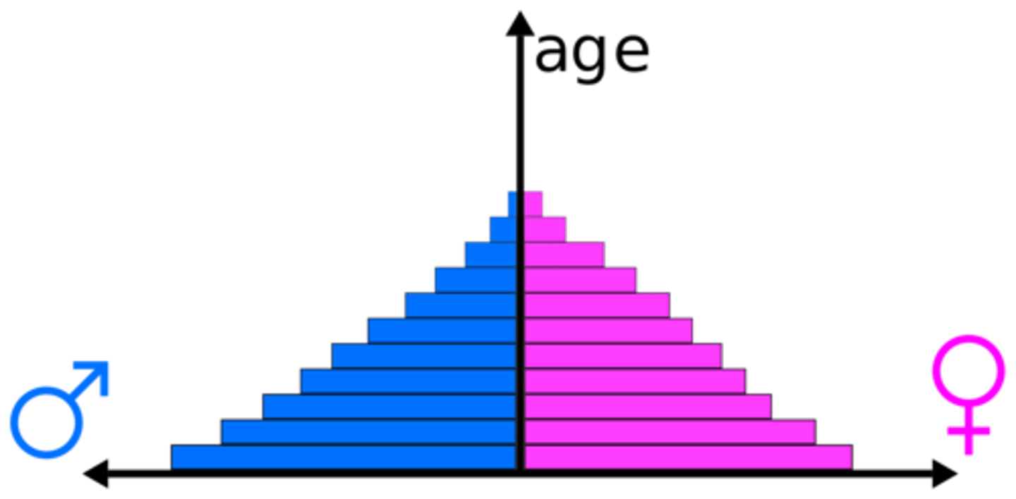 <p>A bar graph representing the distribution of population by age and sex.</p>