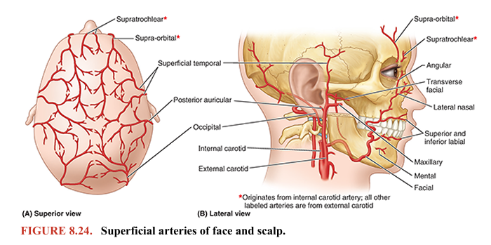 <p>Most superficial arteries of the face are branches or derivatives of branches of the external carotid artery, as illustrated in Figure 8.24. The origin, course, and distribution of these arteries are presented in Table 8.5. The facial artery provides the major arterial supply to the face. It arises from the external carotid artery and winds its way to the inferior border of the mandible, just anterior to the masseter (Figs. 8.23C and 8.24B). The artery lies superficially here, immediately deep to the platysma. The facial artery crosses the mandible, buccinator, and maxilla as it courses over the face to the medial angle (canthus) of the eye, where the superior and inferior eyelids meet (Fig. 8.24B). The facial artery lies deep to the zygomaticus major and levator labii superioris muscles. Near the termination of its sinuous course through the face, the facial artery passes approximately a finger’s breadth lateral to the angle of the mouth. The facial artery sends branches to the upper and lower lips (superior and inferior labial arteries), ascends along the side of the nose, and anastomoses with the dorsal nasal branch of the ophthalmic artery. Distal to the lateral nasal artery at the side of the nose, the terminal part of the facial artery is called the angular artery.</p><p></p>
