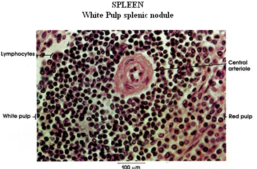 <p><strong>Spleen</strong></p><p><em>White &amp; Red Pulp observed; Central arteriole observed</em></p>